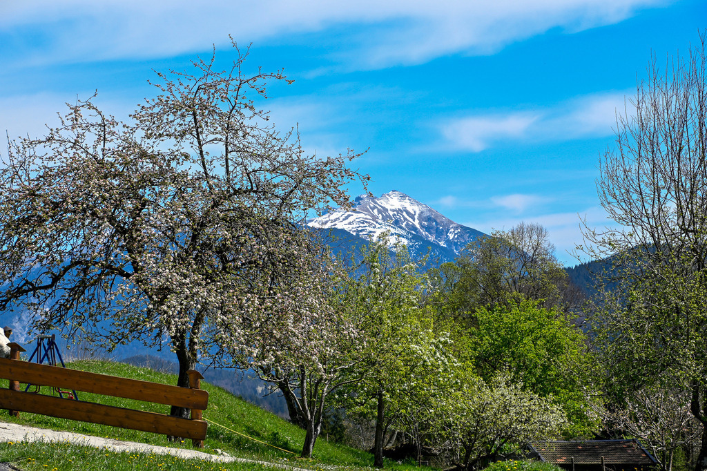 Frühlingserwachen vor der Kulisse des Karwendels | Ein idyllisches Bild der Erneuerung: Blühende Obstbäume setzen weiße Akzente im frischen Grün der alpenländischen Natur. Im Hintergrund erhebt sich majestätisch ein schneebedeckter Gipfel der Karwendelregion unter einem strahlend blauen Himmel mit sanften Schleierwolken. Ein schlichter Holzzaun am Hang verstärkt die ländliche Geborgenheit dieser Szenerie. Das harmonische Zusammenspiel aus winterlichen Bergspitzen und aufblühender Landschaft fängt die unberührte Schönheit der Alpen im Frühjahr spürbar ein. - Realisiert mit Pictrs.com