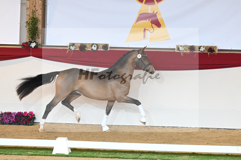 Kat-Nr. 74 Vaderland_Gestuet Pramwaldhof_1230498 | hf-fotografie - Realisiert mit Pictrs.com