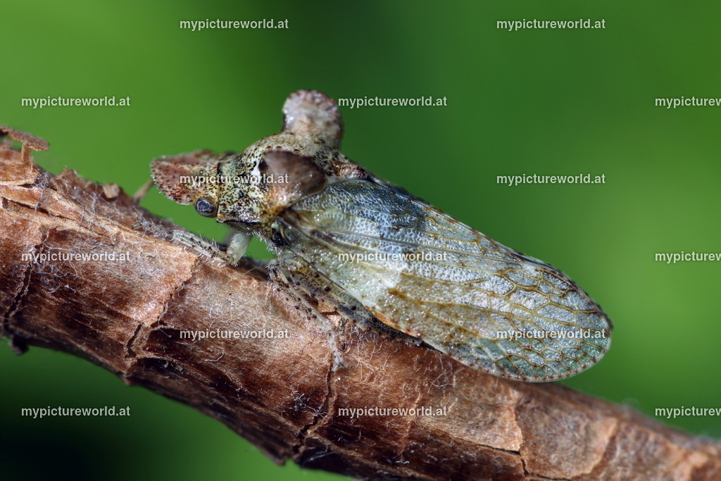 Ledra aurita-001 | Das Bilderarchiv über Tiere, Planzen und Landschaften. In der Bilddatenbank finden Sie ein große Auswahl an hochwertigen Bilder für Ihre Werbung - Realized with Pictrs.com