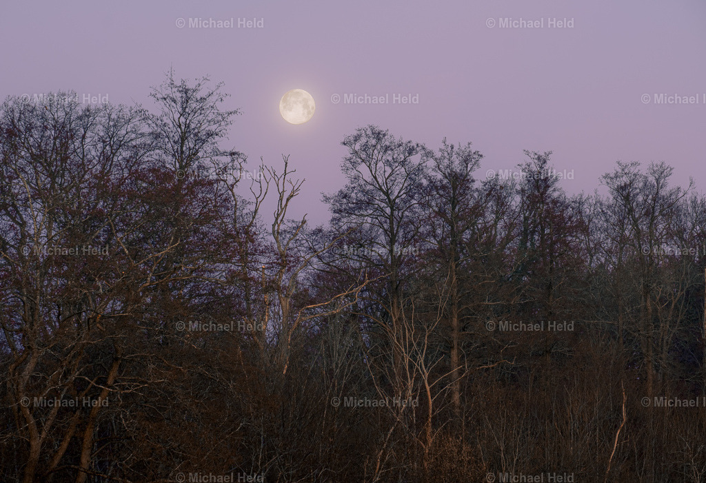 Mond über dem Seeufer | Profi-Fotos über Schleswig-Holstein und dem ganzen Norden für Büro, Hotel, Ferienhaus, Ferienwohnung, Wohnzimmer, Arztpraxis uvm. jetzt bestellen. - Realisiert mit Pictrs.com