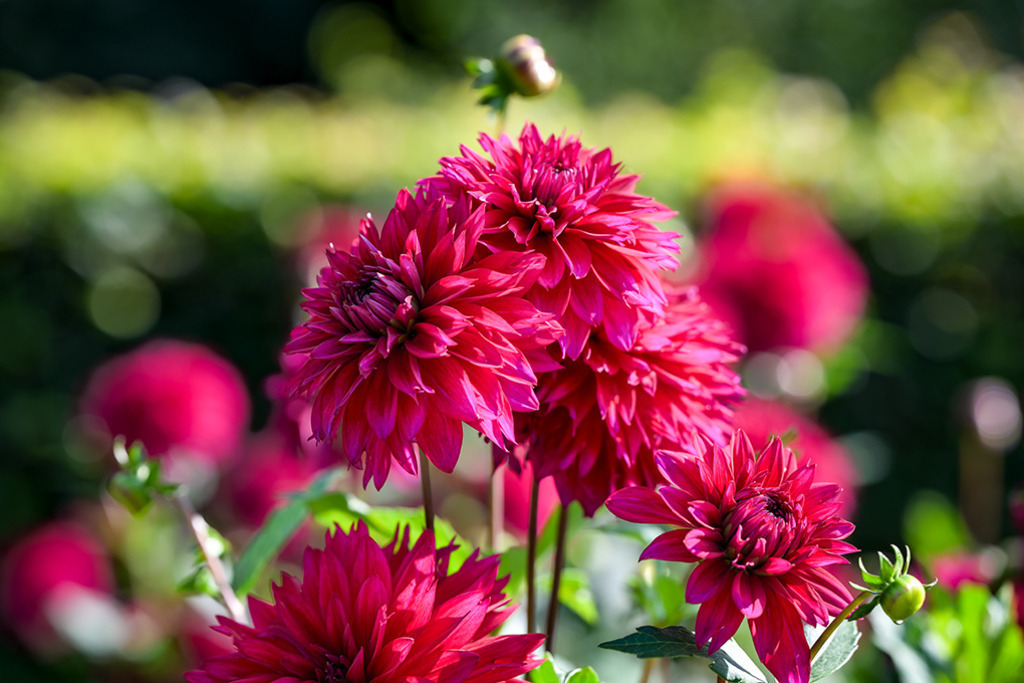Hirschgeweih Dahlie Livija | Königliches Rot zeichnet die Hirschgeweih Dahlie „Livija“ aus. Das Blütenbüschel dieser edlen Dahlie leuchtet im Bild vor den Lichtpunkten des sie umgebenden Grüns. — Original-Größe des Bildes: 8256 x 5504 px. - Realisiert mit Pictrs.com