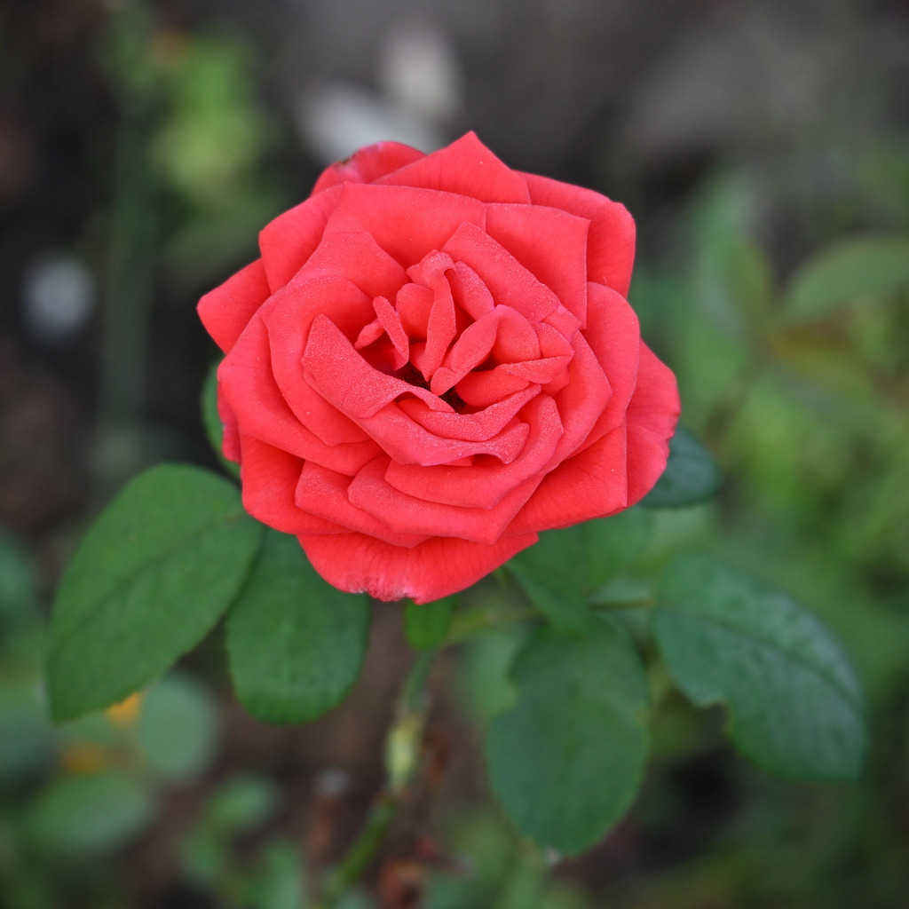 Rose01q-260807 | greenwatching-with-luci - Realisiert mit Pictrs.com