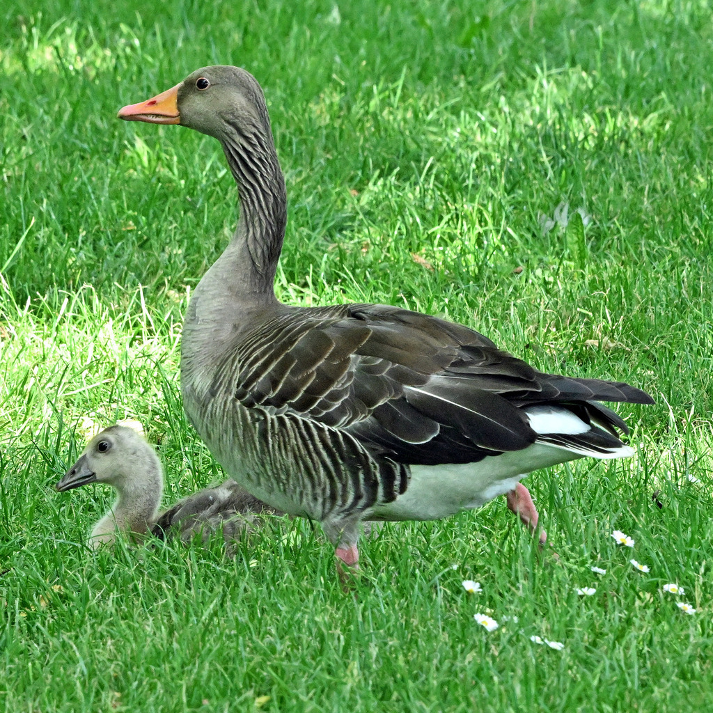 Graugansfamilie02q | lucisnaturbilder - Realisiert mit Pictrs.com