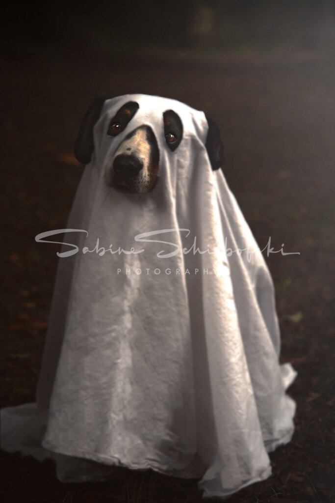 "Ebby" | People- und Tierfotografie, Imageaufnahmen, Veranstaltungsfotografie und Wandbilder aus der Natur ★ Made in Germany ✔️ Druck + Downloads ✔️ Naturfotografie in Top Qualität ★ schneller Versand, weltweite Lieferung! - Realisiert mit Pictrs.com