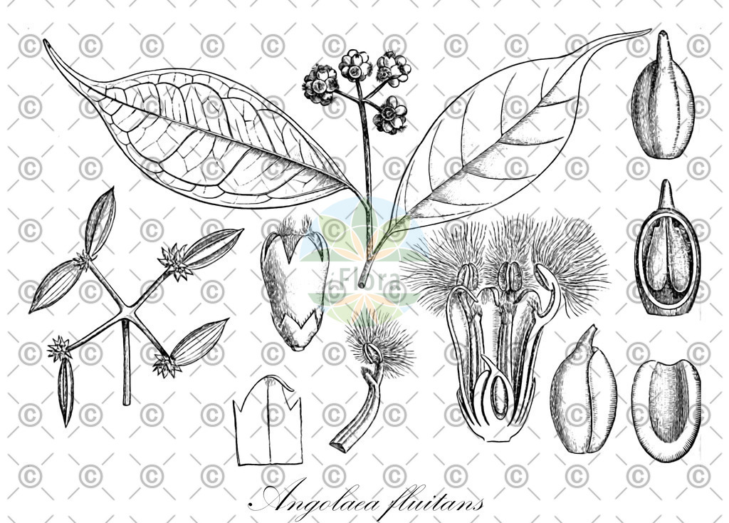 HistAbb_wfo-0000536542_130_ENZY_Simple | Historische Abbildung von Angolaea fluitans - Podostemaceae | Historical Illustration of Angolaea fluitans - Podostemaceae