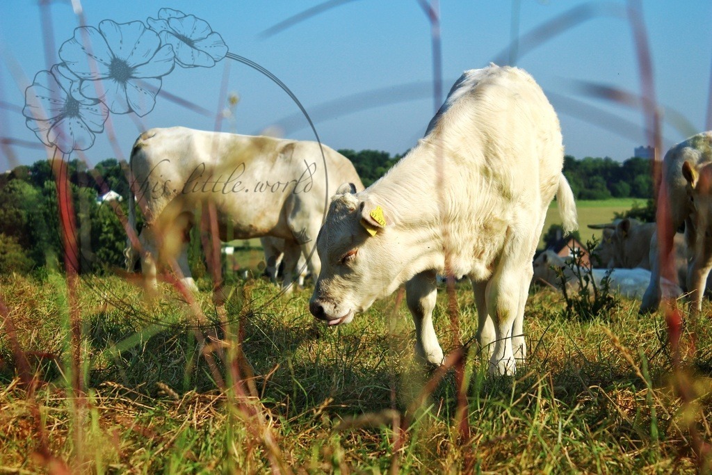 Charolais Kälbchen 013 | only.this.little.world - Realisiert mit Pictrs.com