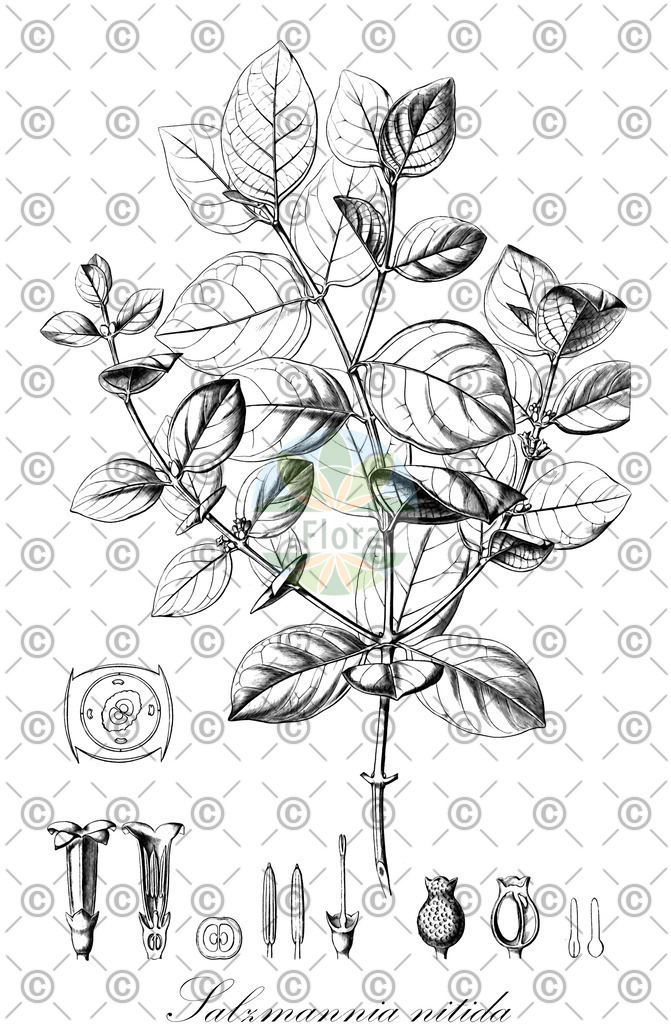 HistAbb_wfo-0000194888_1_ENZY_Simple | Historische Abbildung von Salzmannia nitida - Rubiaceae | Historical Illustration of Salzmannia nitida - Rubiaceae