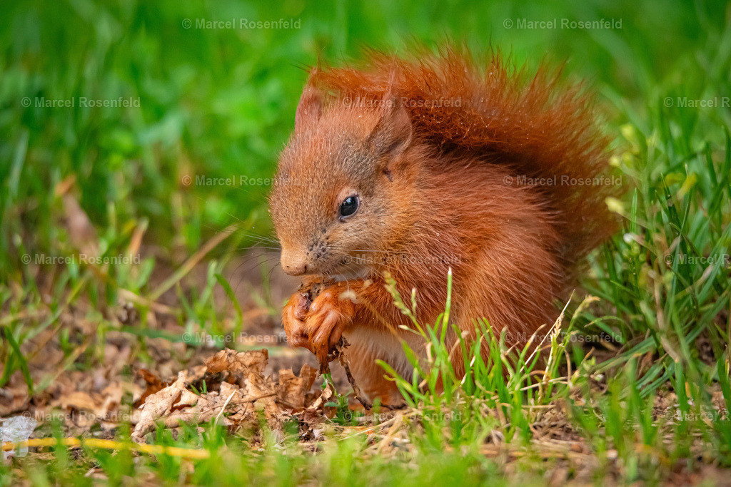 _DSC2586 | foto-rosenfeld