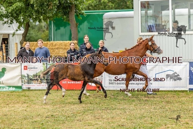 26-8-21 LTN SF DR SF-225 | mandyhollmannphotographie