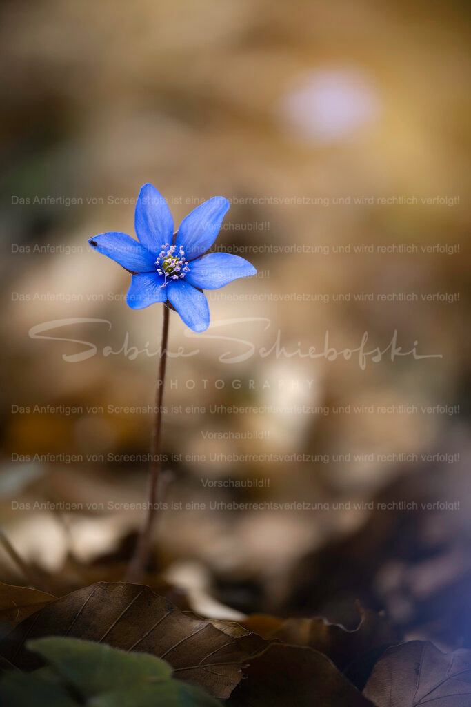 Leberblümchen im Frühling – Zarte Naturfotografie in Blau | Ein einzelnes Leberblümchen erhebt sich zart aus dem warmen, weichen Hintergrund des Waldbodens – ein stiller Moment, der den Beginn des Frühlings spürbar macht.Die reduzierte Bildsprache lenkt den Blick bewusst auf das Wesentliche: die feine Struktur der Blüte, die sanften Blautöne und die ruhige, fast meditative Atmosphäre.Dieses Motiv steht für Neubeginn, Leichtigkeit und die leise Kraft der Natur – perfekt für alle, die sich ein Stück Ruhe und Natürlichkeit in ihre Räume holen möchten.Ideal geeignet für moderne Wohnräume, Schlafzimmer oder ruhige Arbeitsbereiche, in denen Harmonie und Entspannung im Fokus stehen. - Realized with Pictrs.com