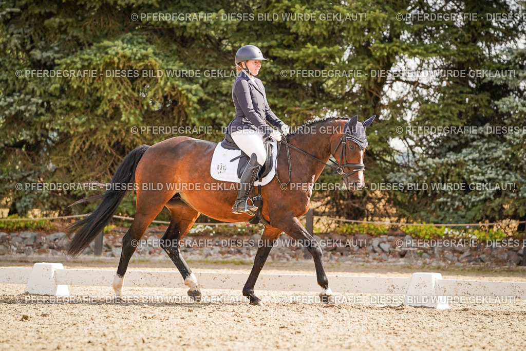 DSC01205 | Pferdegrafie