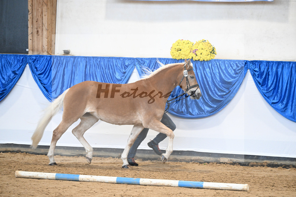 Bl. Band Kat-Nr. 14 Kleopatra v. Aquagon_Lang_48251497 | hf-fotografie - Realisiert mit Pictrs.com