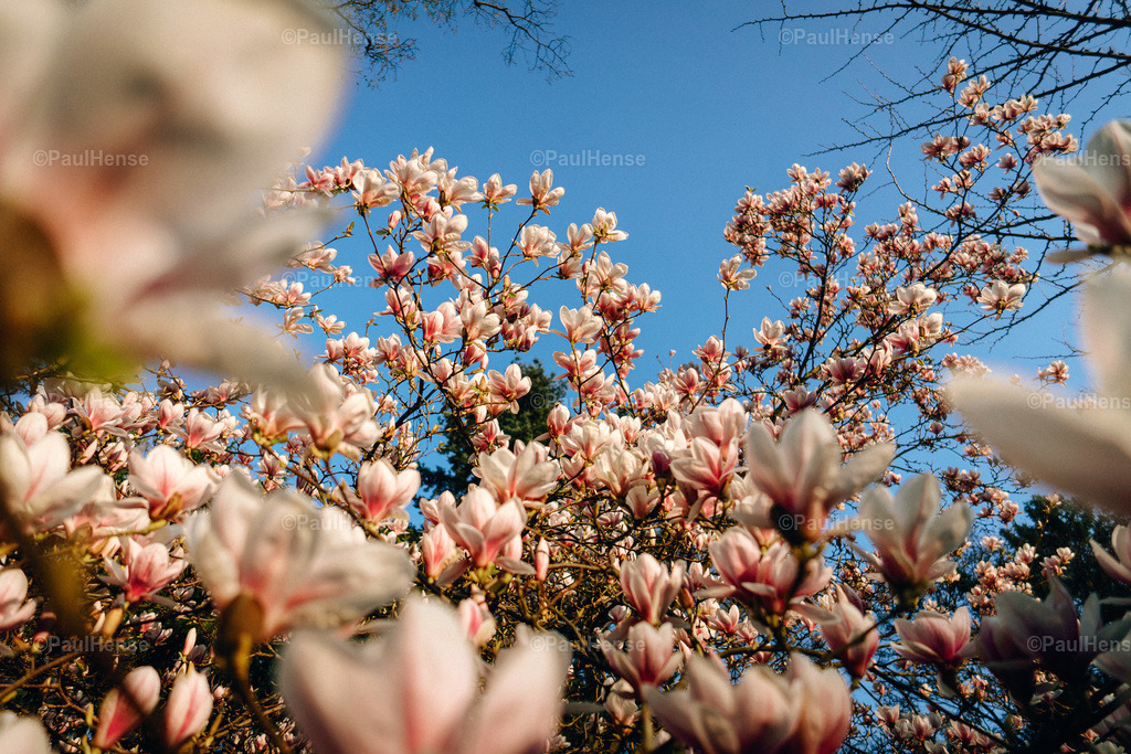 20220324_PaulHense_S0053_DSC03561 | paulhense - Realisiert mit Pictrs.com