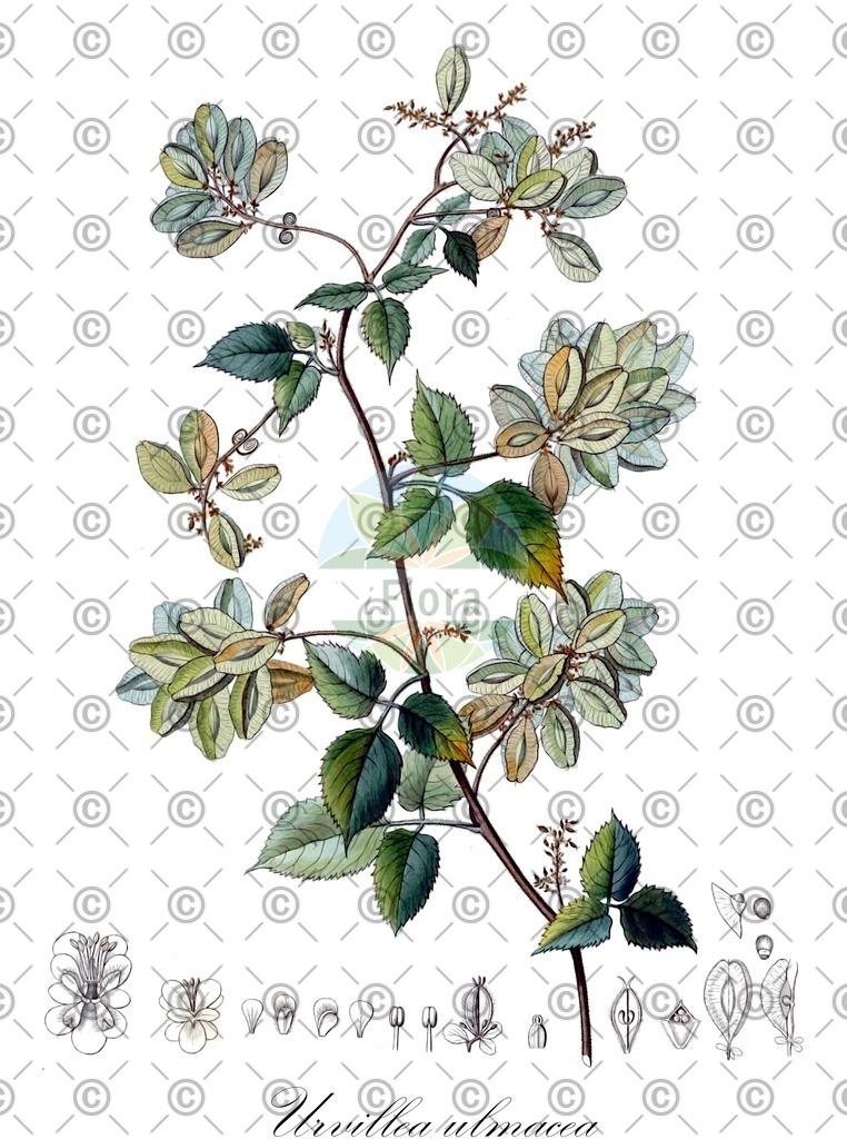 HistAbb_wfo-0001066290_1_ENZY_Simple | Historische Abbildung von Urvillea ulmacea - Sapindaceae | Historical Illustration of Urvillea ulmacea - Sapindaceae