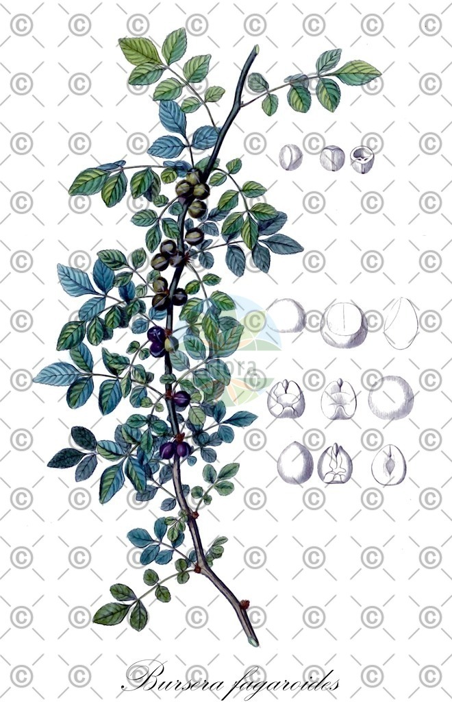 HistAbb_wfo-0000184561_1_ENZY_Simple | Historische Abbildung von Bursera fagaroides - Burseraceae | Historical Illustration of Bursera fagaroides - Burseraceae