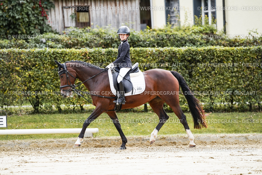 DSC05121 | Pferdegrafie