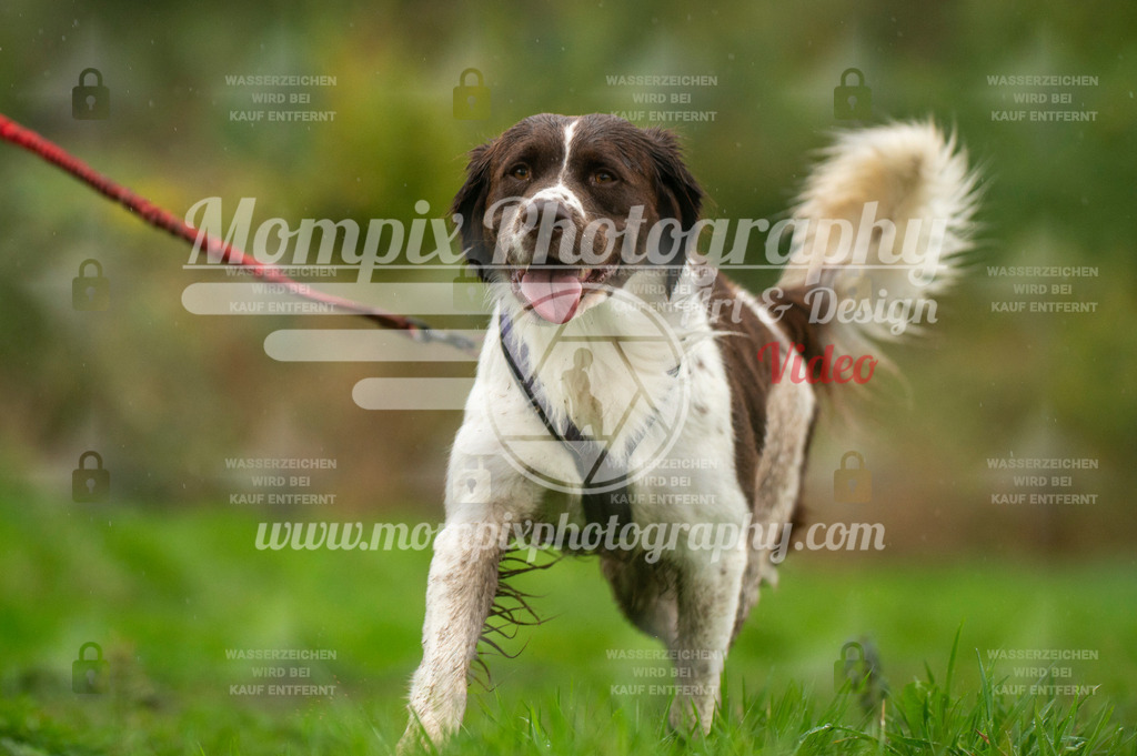 TSB_2023_E6_Canicross-186 | PayLife