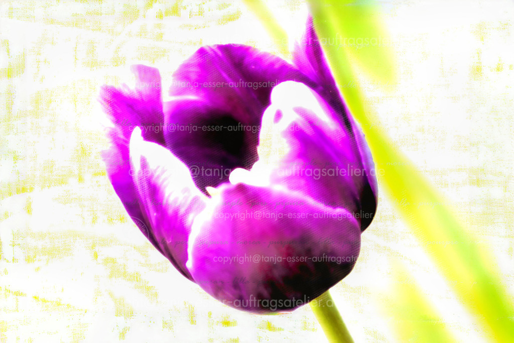 lila Tulp mit Textur und Text D | Experimentelles Bild einer lila farbigen Tulpe. Ein grober Leinwandhintergrund und der Text "lila Tulpe" wurde in mehreren Sprachen einkopiert. Dekorative Farbkontraste in Magenta und Gelb, texturiert.