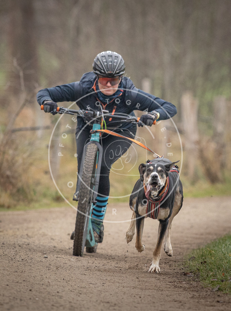 Pfotenfotografie_DV3A2371 | Hundefotografie, Tierfotograf, Pfotenfotografie, Fotoshooting Hund, Hunde Portrait, Hundesport, Hundeportraits, Heideshooting, Hunde, Sportfotograf, Hundefotograf, Turnierhundsport, THS,  - Realisiert mit Pictrs.com