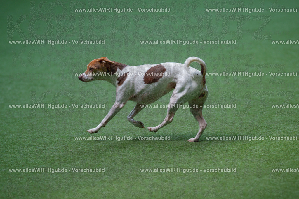 @allesWIRTHgut_Tierfotografie - www.allesWIRTHgut.de - 2604251254-7R503034 | Professionelle Tierfotografie in Mönchengladbach von Daniel Wirth (allesWIRTHgut). Liebevolle & natürliche Bilder von Hunden & Katzen für unvergessliche Erinnerungen.