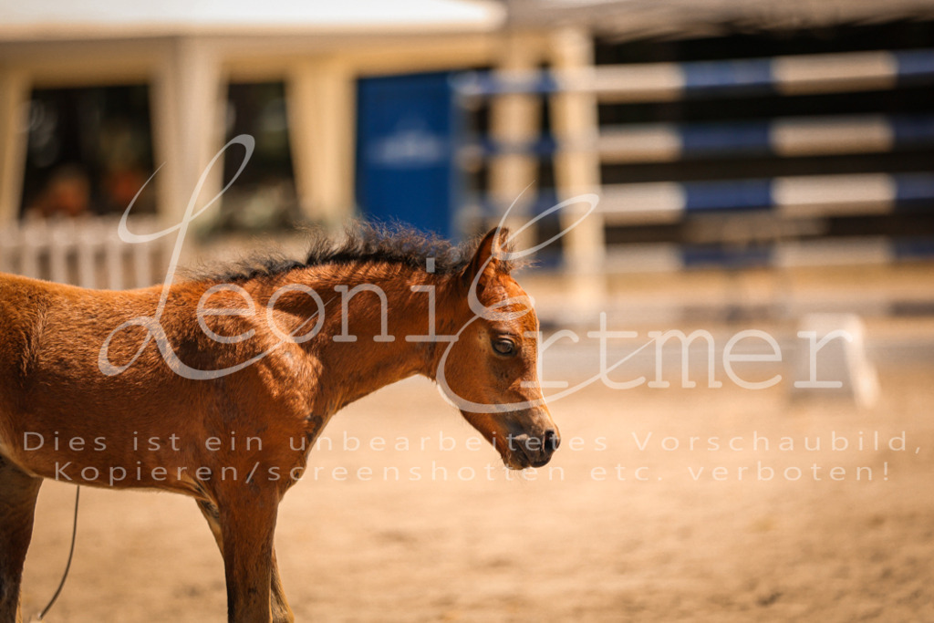 04.DoWP00051 | Leoni Ertmer Photography - Realisiert mit Pictrs.com