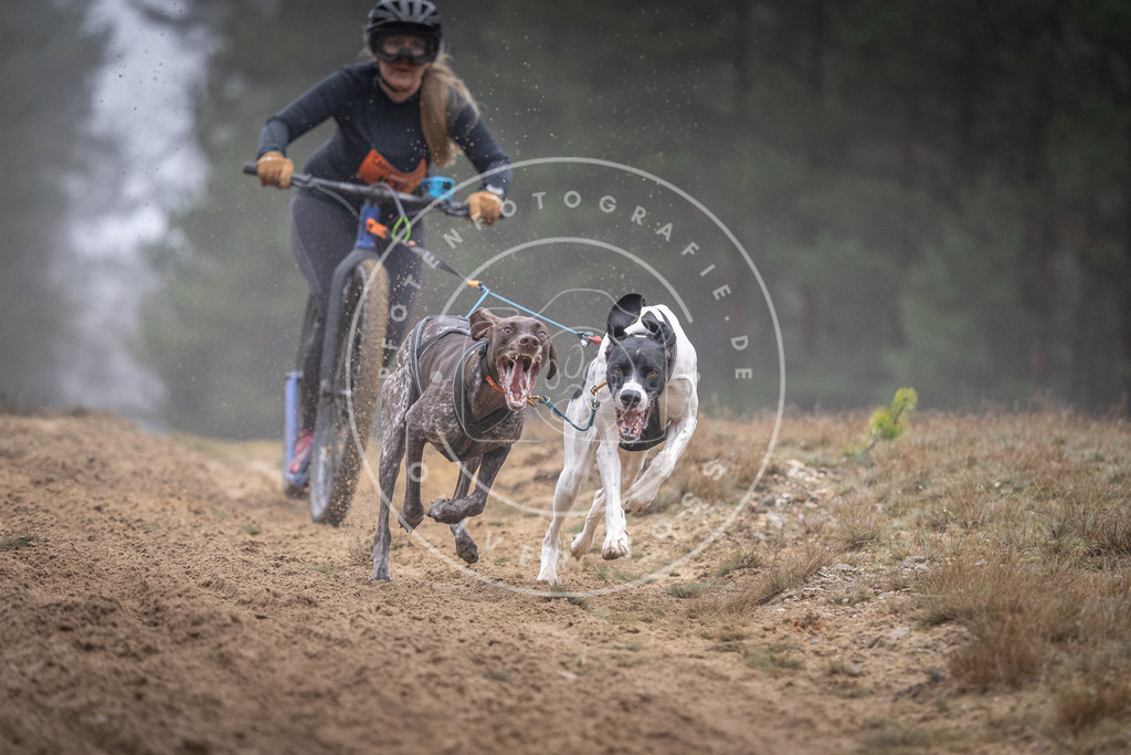 Pfotenfotografie_DV3A0818 | Hundefotografie, Tierfotograf, Pfotenfotografie, Fotoshooting Hund, Hunde Portrait, Hundesport, Hundeportraits, Heideshooting, Hunde, Sportfotograf, Hundefotograf, Turnierhundsport, THS,  - Realisiert mit Pictrs.com