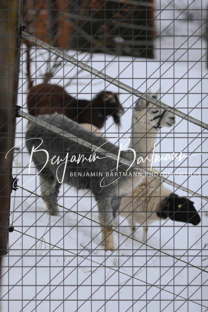 AZ2A3409 | Benjamin Bartmann Photomoments