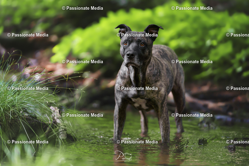 _DSC1671 | Passionate Media, dein Fotograf aus Brandenburg, Märkisch Oderland, im Bereich Motorsport, Autos und Motorräder sowie Events und auch Hunde. Shootings oder auch Eventbegleitungen können bei mir gebucht we