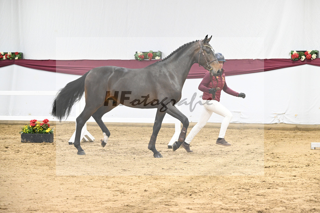 Kat-Nr. 103 Pifte van het Houtemhof x Indoctro_Anna-Sophie Kosch_47253288 | hf-fotografie - Realisiert mit Pictrs.com