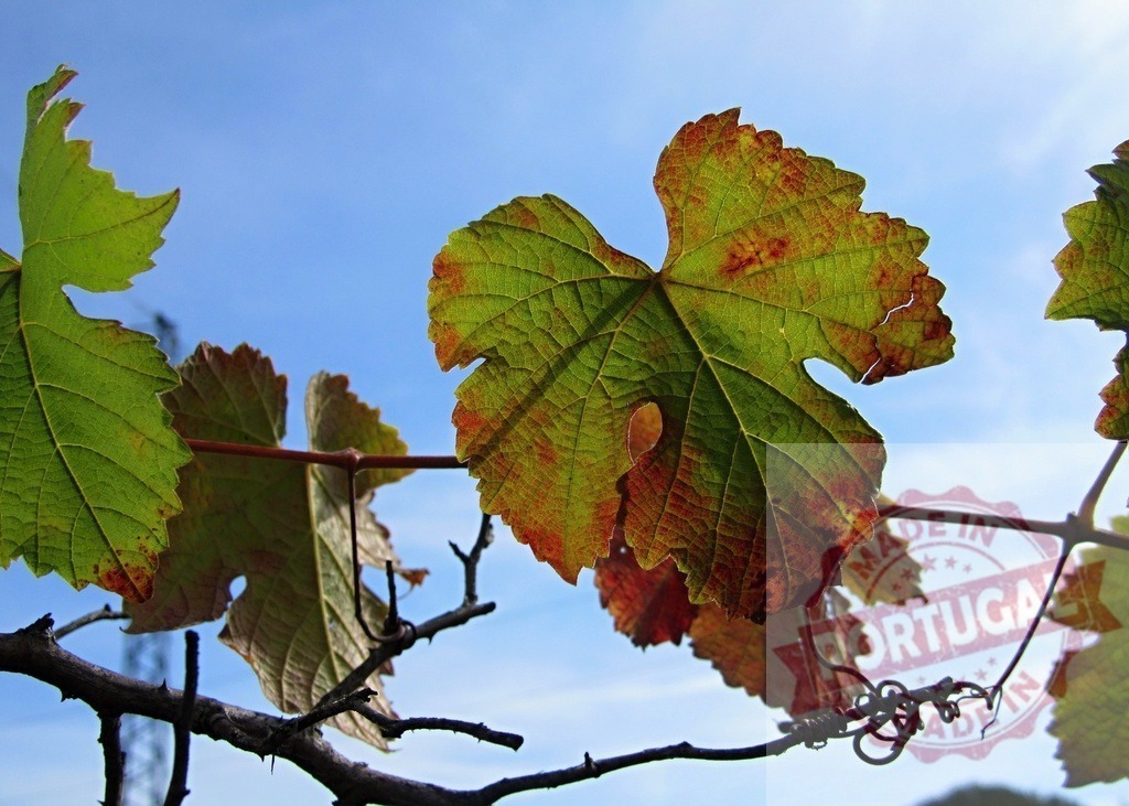 Grapevine leaves showing autumn colors against blue sky | Green and red grapevine leaf changing colors, signifying the arrival of autumn season - Realisiert mit Pictrs.com