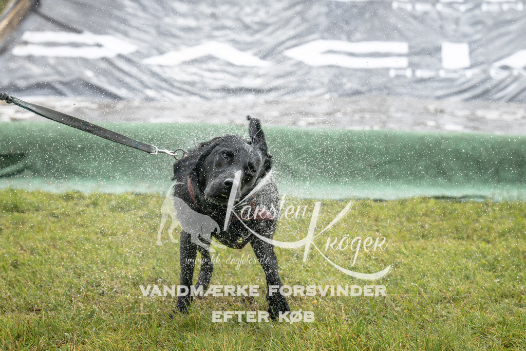 1415_ZZ94884 | kk-dogfotos