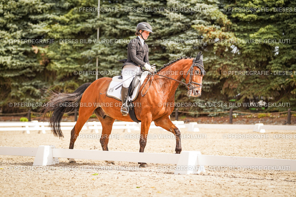 DSC01690 | Pferdegrafie