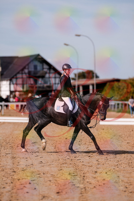 2026_10_03_Siefer-Hof_115747_Z81_98592001 | Professionelle Reitsport-, Turnier- und Eventfotografie von Robert Broda. Galerien mit ausgewählten und bearbeiteten Bildern direkt online ansehen und bestellen.