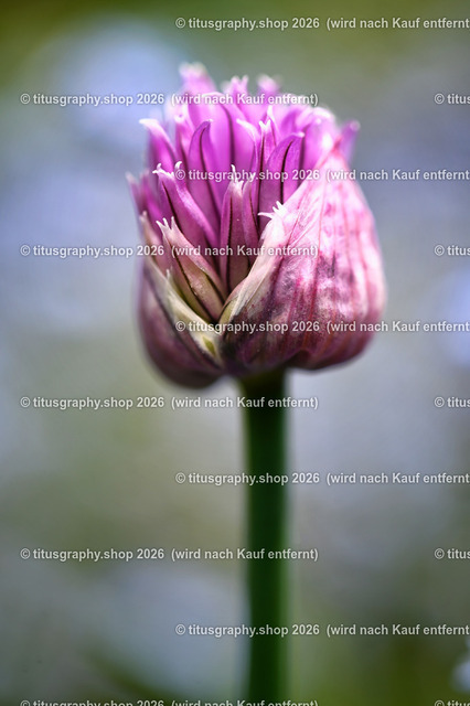2026-05-17_titusgraphy-hdh_29_pe-01 | titusgraphy-shop: Geschenkideen mit Qualitätsfotos. titusgraphy-shop: gift ideas with quality photos. titusgraphy-shop: idées cadeaux avec photos de qualité.  - Realisiert mit Pictrs.com