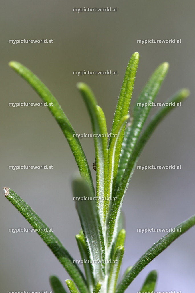 Echter Rosmarin-007 | Das Bilderarchiv über Tiere, Planzen und Landschaften. In der Bilddatenbank finden Sie ein große Auswahl an hochwertigen Bilder für Ihre Werbung - Realisiert mit Pictrs.com