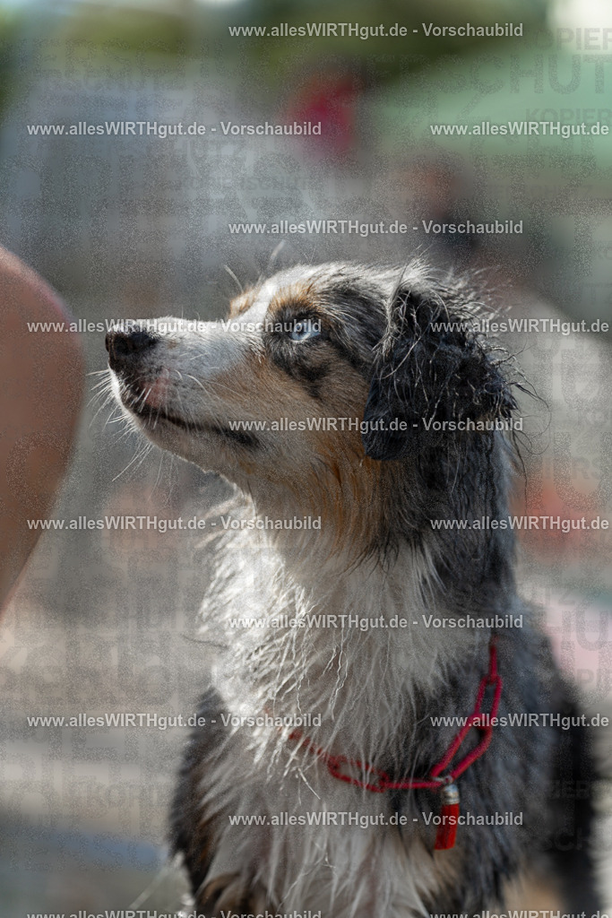 Hundeschwimmen_Volksbad_2026-allesWIRTHgut_Tierfotografie-2609061210-112050-7R500256 | Professionelle Tierfotografie in Mönchengladbach von Daniel Wirth (allesWIRTHgut). Liebevolle & natürliche Bilder von Hunden & Katzen für unvergessliche Erinnerungen.