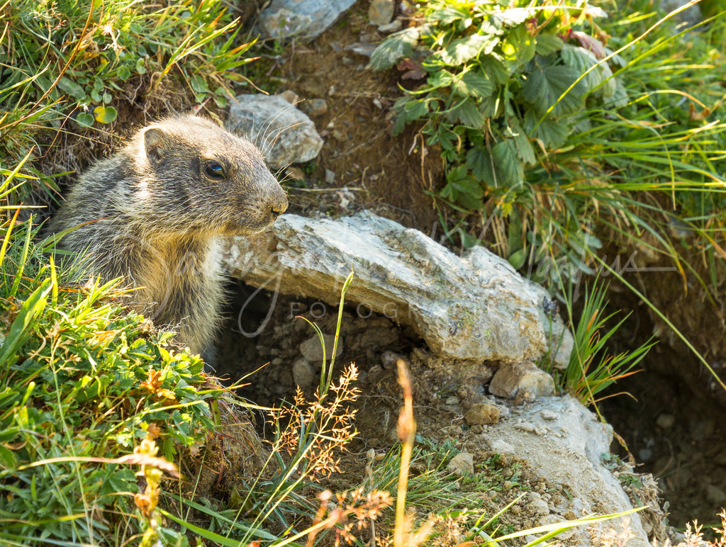 Stoneman_20150813_0928240404 | Baumgartner Markus Fotografie