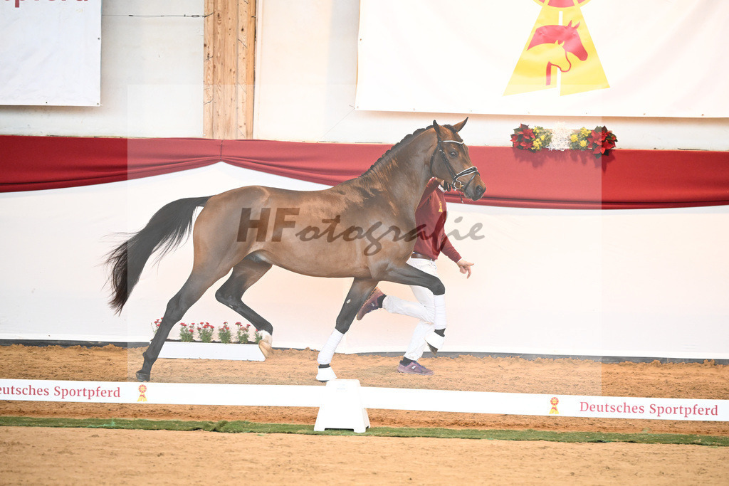 Kat-Nr. 55 Va Bene x Goldberg_Kuntz_43230534 | hf-fotografie - Realisiert mit Pictrs.com
