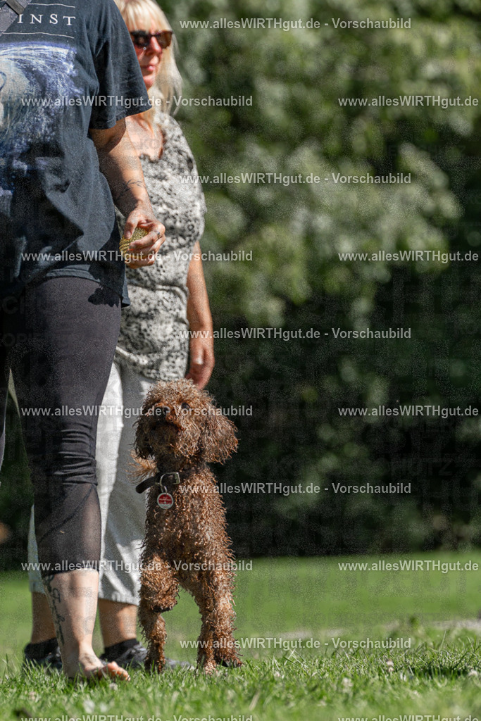 Hundeschwimmen_Volksbad_2026-allesWIRTHgut_Tierfotografie-2609061355-FAY06851 | Professionelle Tierfotografie in Mönchengladbach von Daniel Wirth (allesWIRTHgut). Liebevolle & natürliche Bilder von Hunden & Katzen für unvergessliche Erinnerungen.