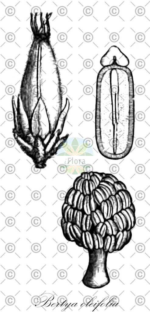 HistAbb_wfo-0000743401_1_ENZY_Simple | Historische Abbildung von Bertya oleifolia - Euphorbiaceae | Historical Illustration of Bertya oleifolia - Euphorbiaceae