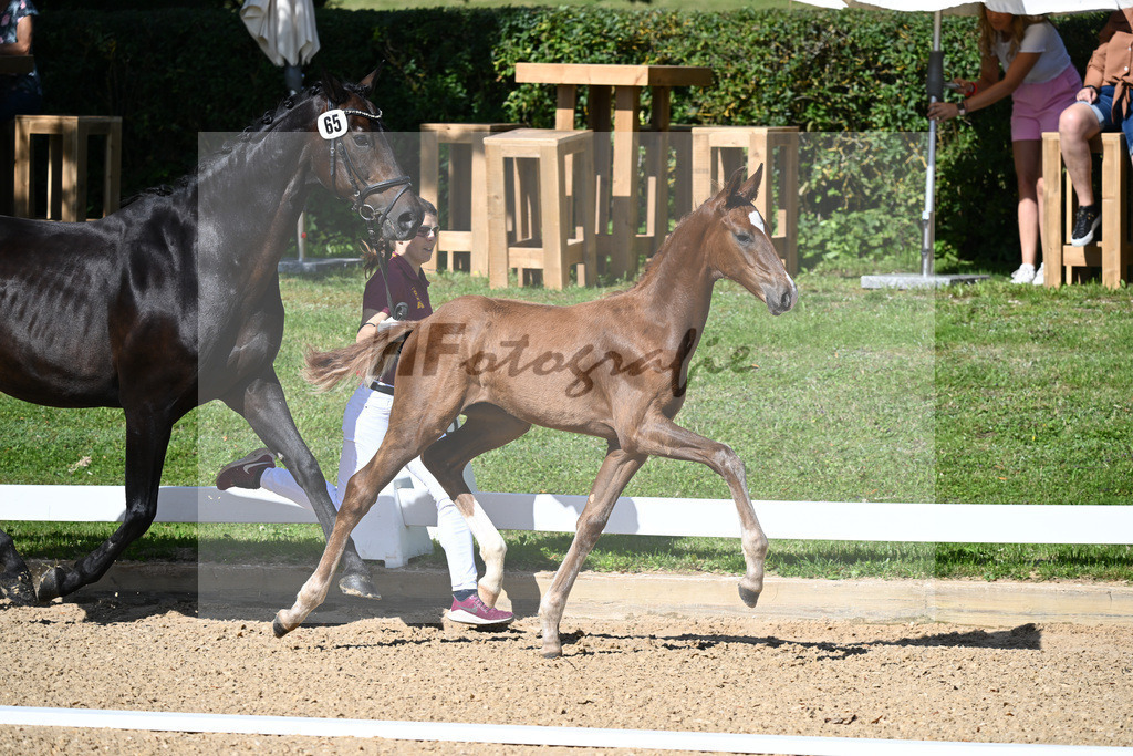 Kat-Nr. 65 HF DSP Va Bene x Don Primero_Straubinger_27230053 | hf-fotografie - Realisiert mit Pictrs.com