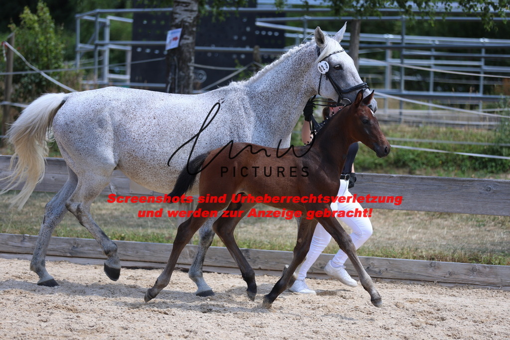 Fohlenschau_Schwäbisch_Hall_springbetonte_Fohlen_KN 23_5 | lmwpictures - Realisiert mit Pictrs.com