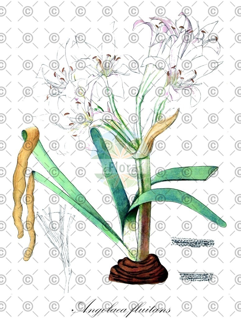 HistAbb_wfo-0000536542_279_ENZY_Simple | Historische Abbildung von Angolaea fluitans - Podostemaceae | Historical Illustration of Angolaea fluitans - Podostemaceae