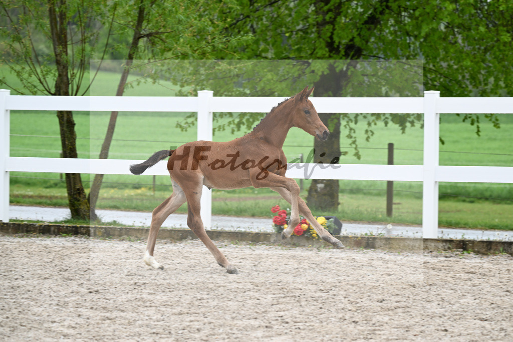 Kat-Nr. 41 SF Comanchero x Zinedream_Wanner_23261440 | hf-fotografie - Realisiert mit Pictrs.com