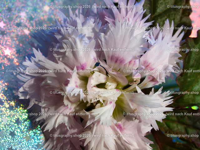 titusgraphy_P6217342-vz-ln | titusgraphy-shop: Geschenkideen mit Qualitätsfotos. titusgraphy-shop: gift ideas with quality photos. titusgraphy-shop: idées cadeaux avec photos de qualité.  - Realisiert mit Pictrs.com