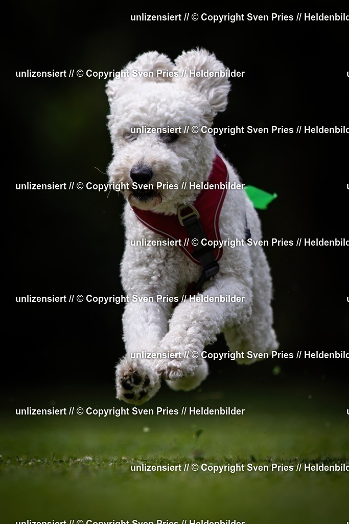 Sven Pries | 19. Allgemeines Hunderennen Karlsruhe Durlach - Realisiert mit Pictrs.com