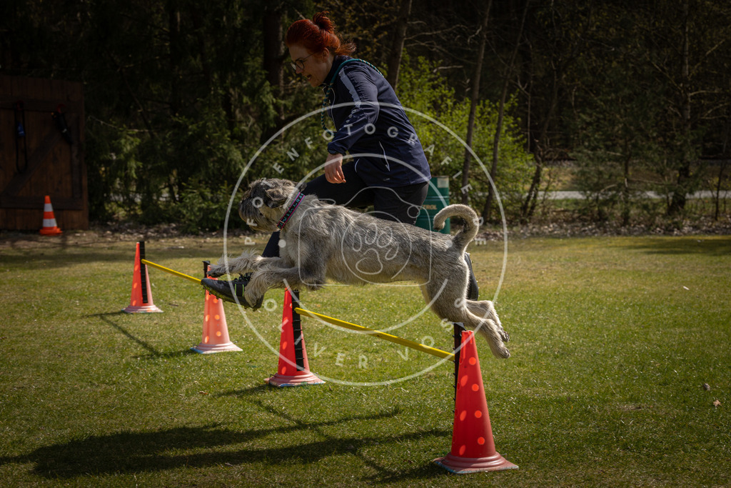 Pfotenfotografie_DV3A3723 | Hundefotografie, Tierfotograf, Pfotenfotografie, Fotoshooting Hund, Hunde Portrait, Hundesport, Hundeportraits, Heideshooting, Hunde, Sportfotograf, Hundefotograf, Turnierhundsport, THS,  - Realisiert mit Pictrs.com