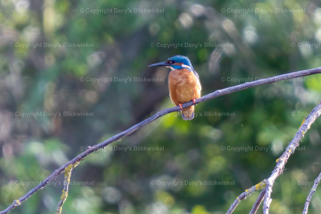 2019130 | Tierfotografie, Tierkalender, Tierbilder, Insekten, Spinnen, Vögel, Schmetterling, Libellen, Leinwand, Colorkey, Qualität, Geschenkartikel, Geschenk - Realisiert mit Pictrs.com
