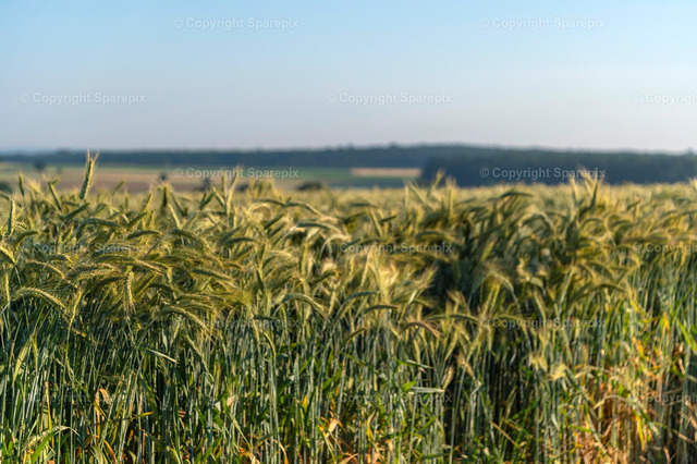 CRO_Grain_Field_Summer9_Bokeh | sparepix - Realisiert mit Pictrs.com