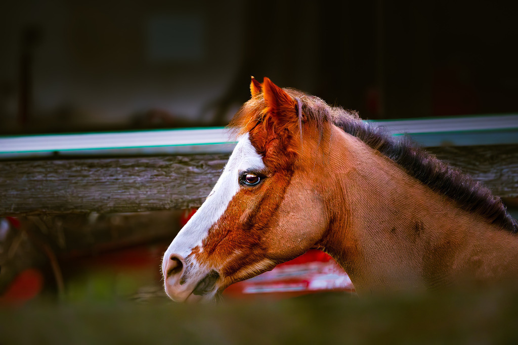 Pferd | Tier- & Landschaftsfotografie und Porträtshootings. Entdecke einzigartige Fotokunst als Wandbild, Tasse oder Mauspad – mit Leidenschaft fotografiert - Realisiert mit Pictrs.com